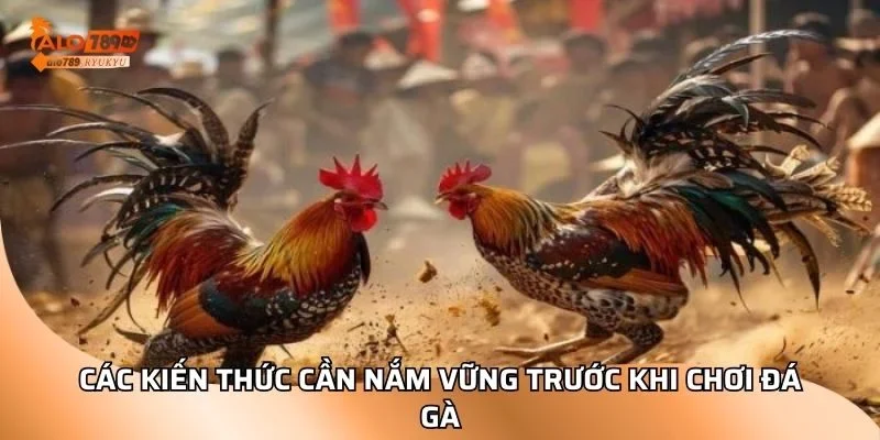 Các kiến thức cần nắm vững trước khi chơi đá gà