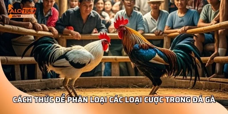 Cách thức để phân loại các loại cược trong đá gà
