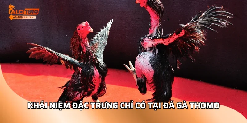Khái niệm đặc trưng chỉ có tại đá gà thomo