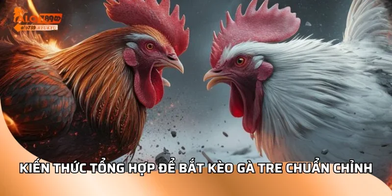 Kiến thức tổng hợp để bắt kèo gà tre chuẩn chỉnh