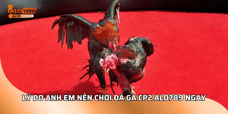 Lý do anh em nên chơi đá gà c2 ALO789 ngay