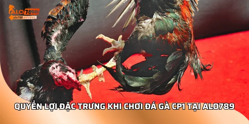 Quyền lợi đặc trưng khi chơi đá gà cp1 tại ALO789