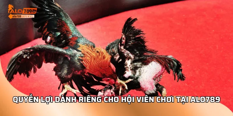 Quyền lợi dành riêng cho hội viên chơi tại ALO789