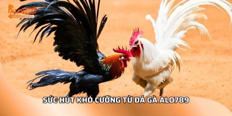 Sức hút khó cưỡng từ đá gà ALO789
