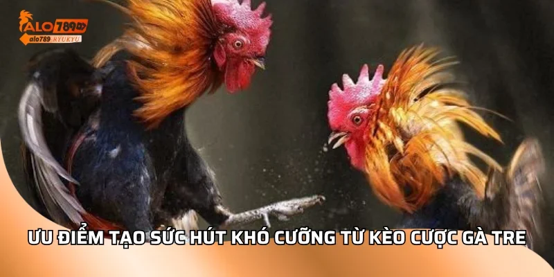 Ưu điểm tạo sức hút khó cưỡng từ kèo cược gà tre