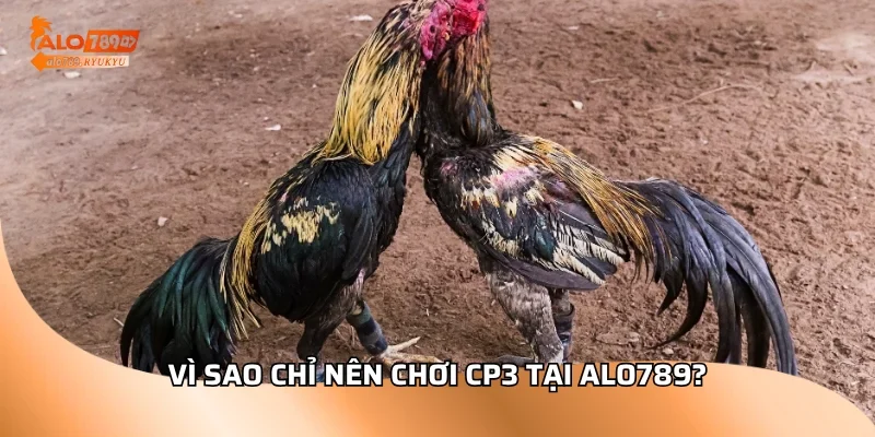 Vì sao chỉ nên chơi CP3 tại ALO789?